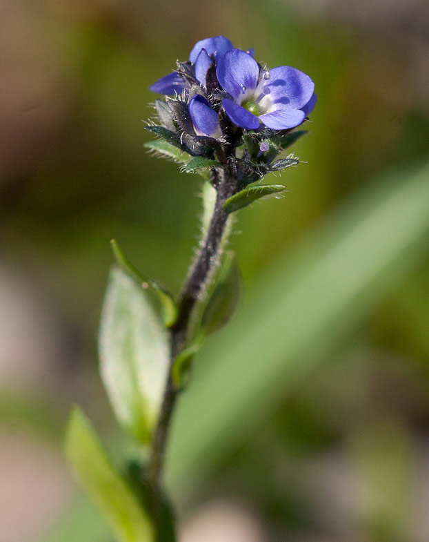 Fjllveronika (Veronica alpina)
