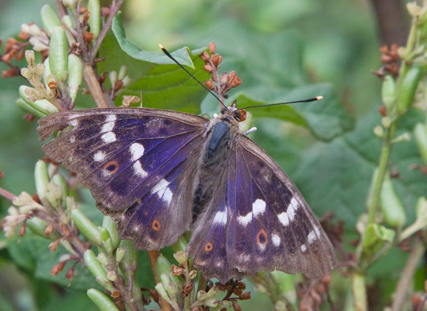 Aspskimmerfjril (Apatura ilia)