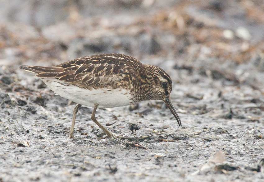 Broad-billed Sandpiper (Limicola falcinellus)