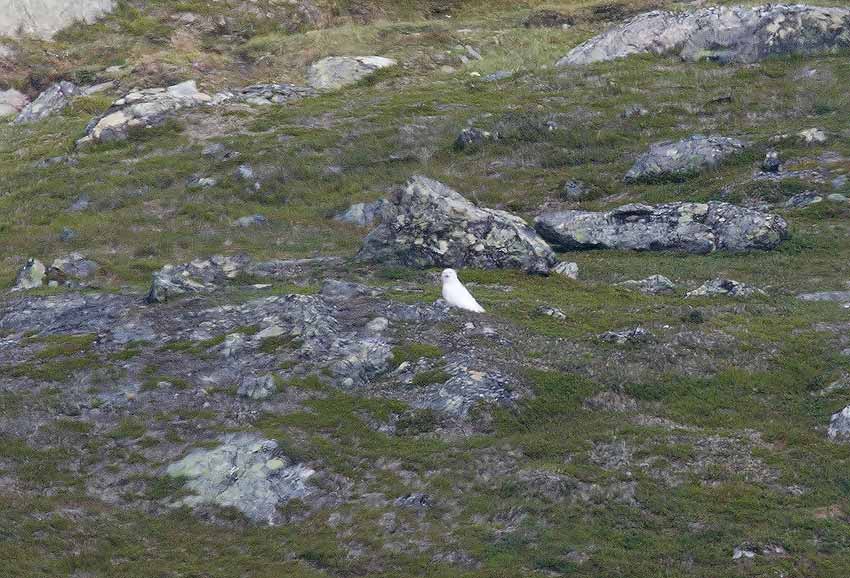 Snowy Owl (Bubo scandiacus)