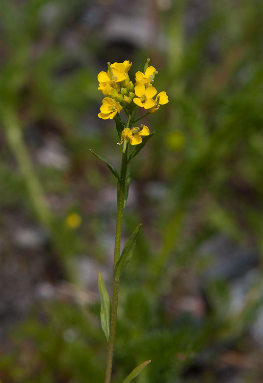 Storkrel (Erysimum cheiranthoides ssp. altum)