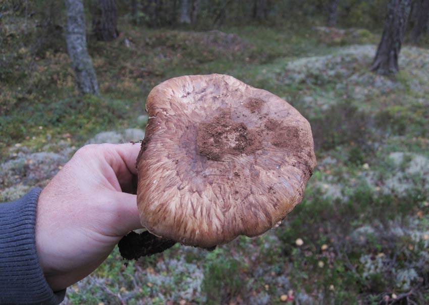 Goliatmusseron (Tricholoma nauseosum)