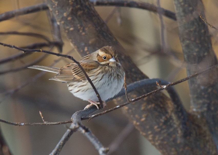 Little Bunting (Emberiza pusilla)