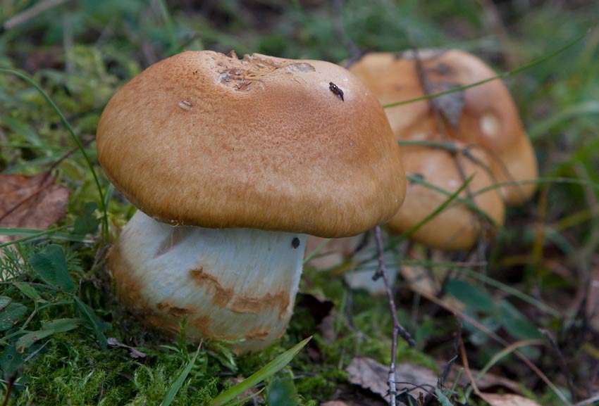 Mngkransad spindelskivling (Cortinarius triumphans
