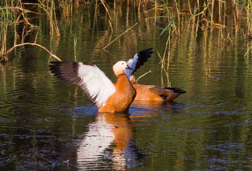 Ruddy Shelduck (Tadorna ferruginea)