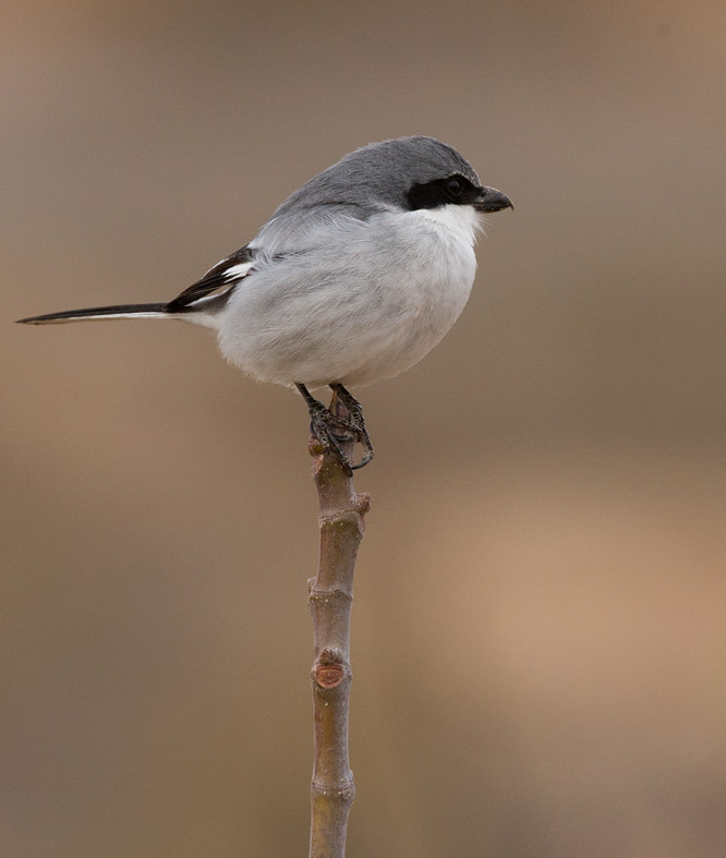 Southern Grey Shrike (Lanius meridionalis)