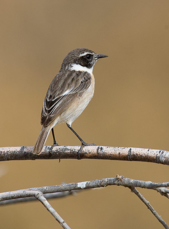 Canary Island Stonechat (Saxicola dacotiae)