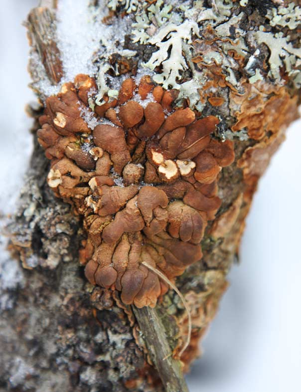 Trollhand (Hypocreopsis riccioidea)