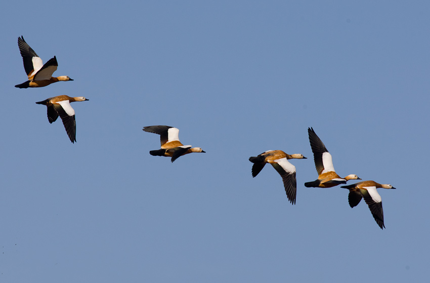 Ruddy Shelduck (Tadorna ferruginea)