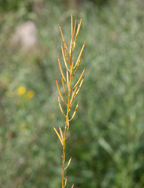 Bangyllen (Barbarea vulgaris var. vulgaris)