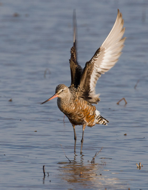 Hudsonian Godwit (Limosa haemastica)