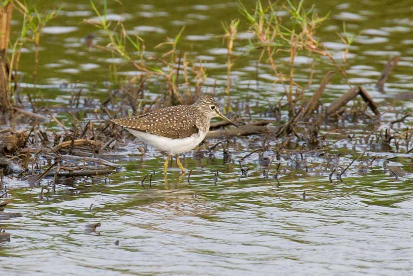 Solitary Sandpiper (Tringa solitaria)