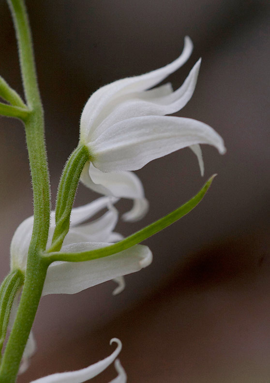 Rd skogslilja (Cephalanthera rubra)