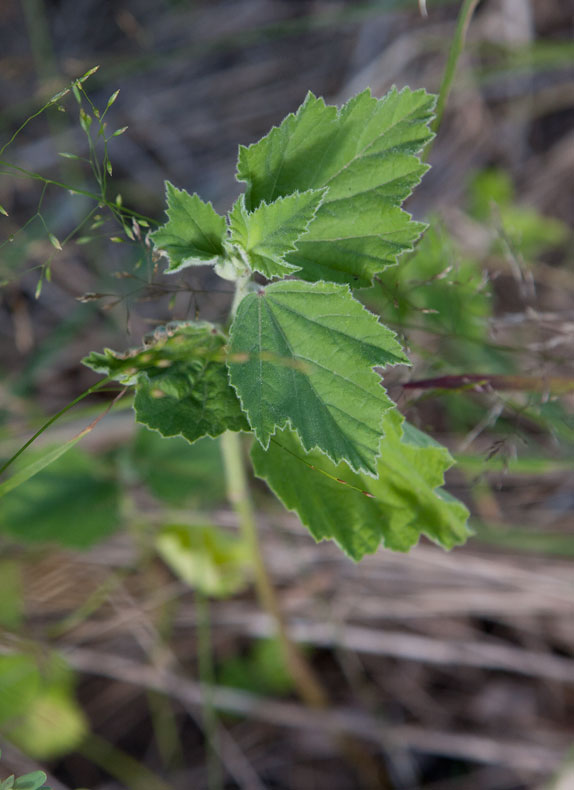 Lkemalva (Althaea officinalis)