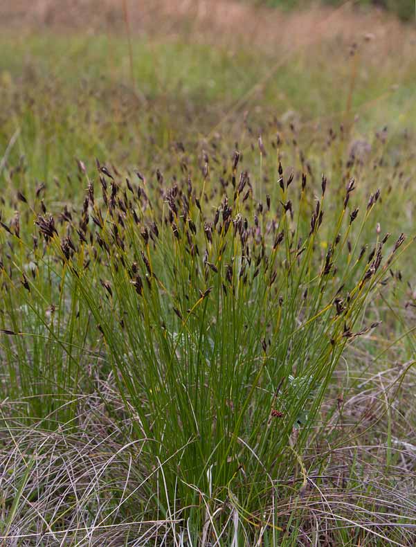 Knappag (Schoenus nigricans)