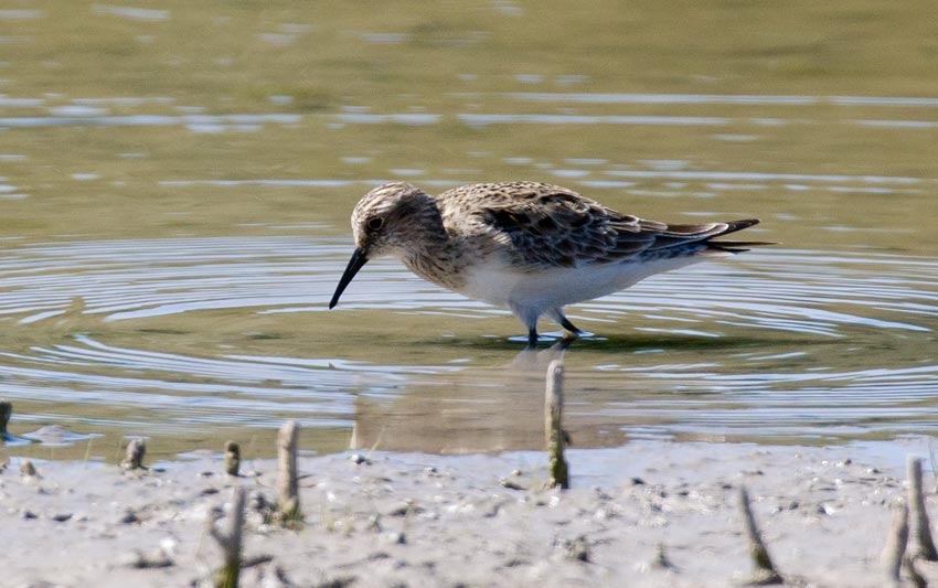 Bairds Sandpiper (Calidris bairdii)