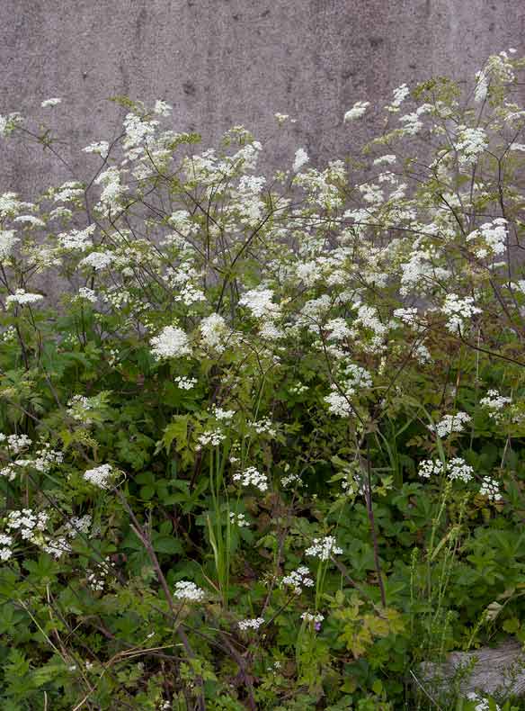 Hrkrvel (Chaerophyllum temulum)