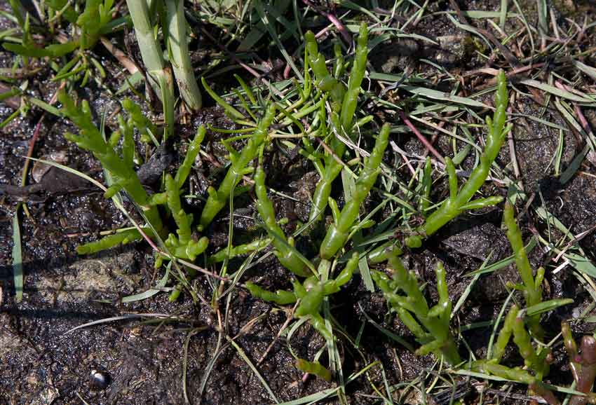 Glasrt (Salicornia maritima)