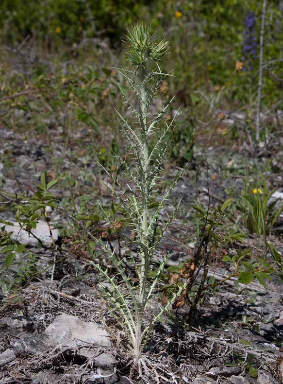 Elfenbenstistel (Ptilostemon afer)