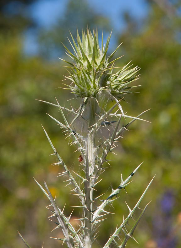 Elfenbenstistel (Ptilostemon afer)