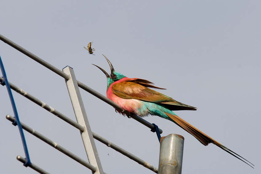 Northern Carmine Bee-eater (Merops nubicus)