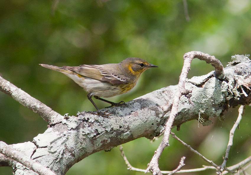 Cape May Warbler (Dendroica tigrina)