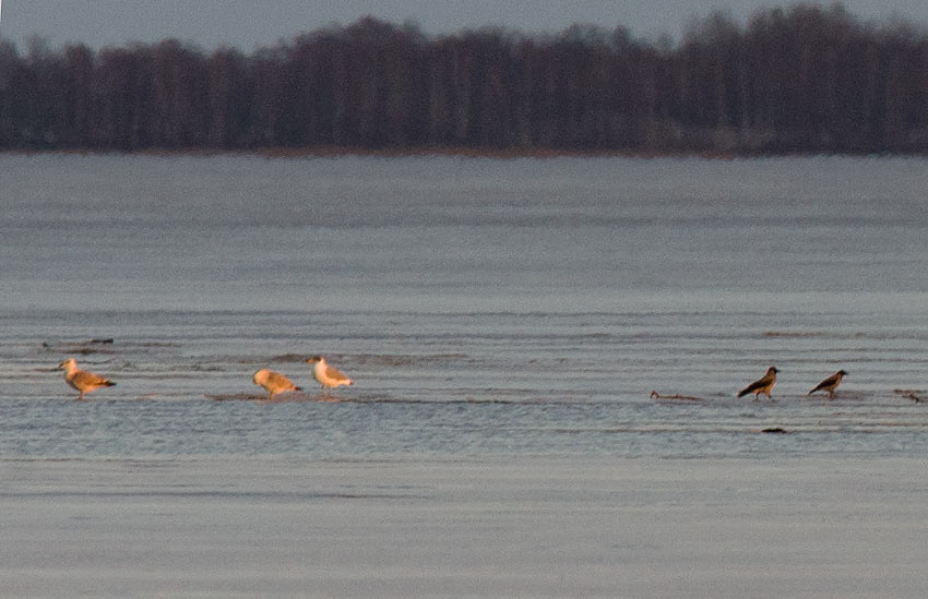 Pallass Gull (Ichthyaetus ichthyaetus)