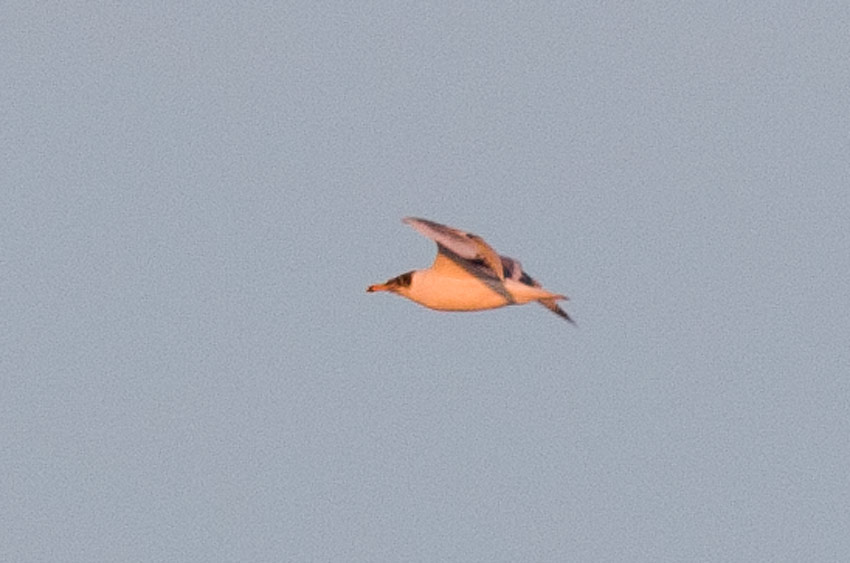 Pallass Gull (Ichthyaetus ichthyaetus)