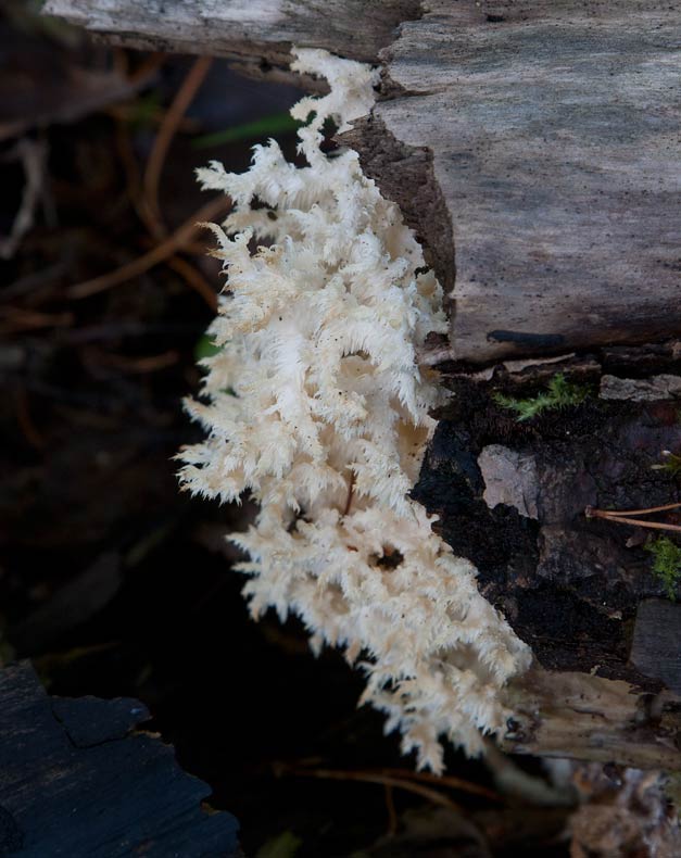 Koralltaggsvamp (Hericium coralloides)