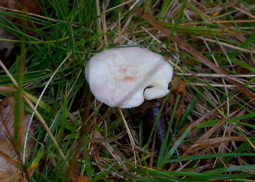 Blek giftkremla (Russula betularum)