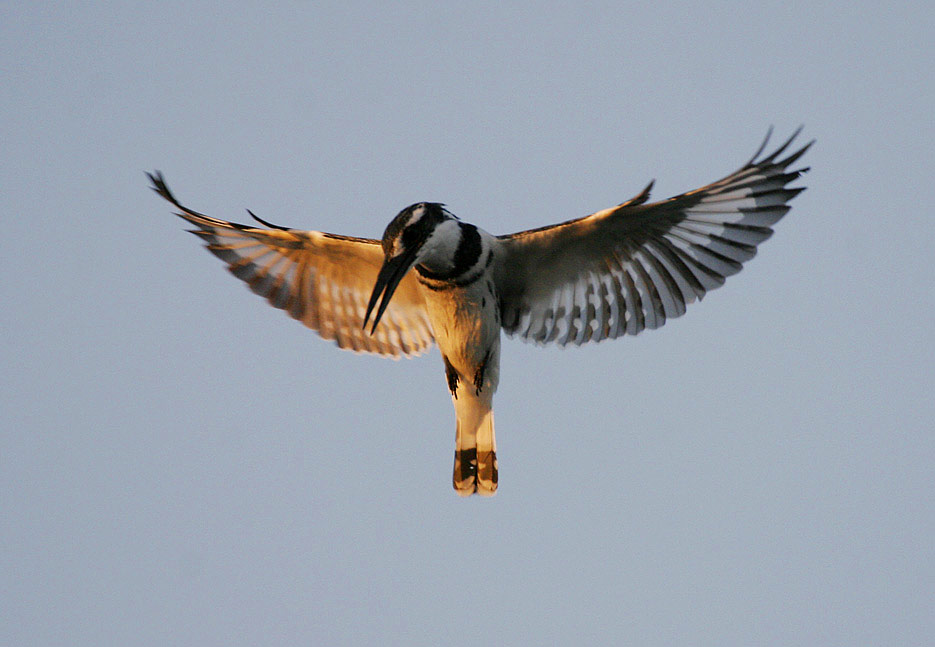 Pied Kingfisher (Ceryle rudis)