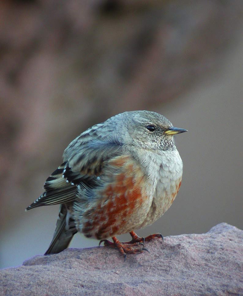 Alpine Accentor (Prunella collaris)