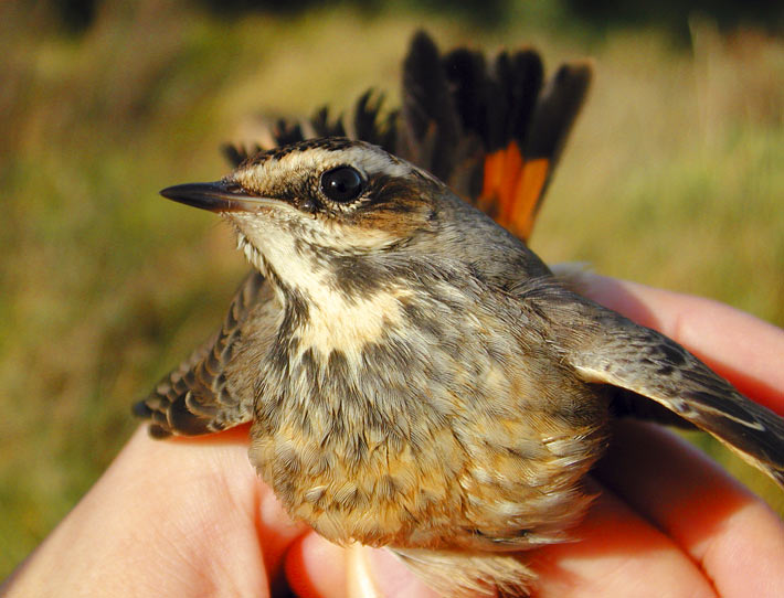 Bluethroat (Luscinia svecica), female