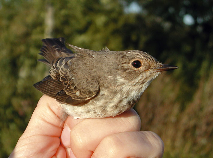 Spotted Flycatcher (Muscicapa striata)