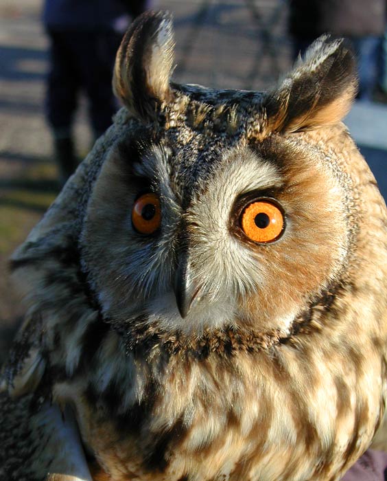Long-eared Owl (Asio otus)