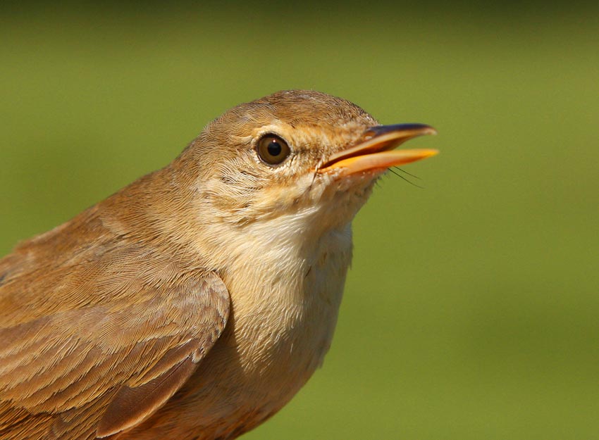 Reed Warbler (Acrocephalus scirpaceus), 2K+