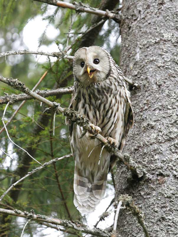 Ural Owl (Strix uralensis)