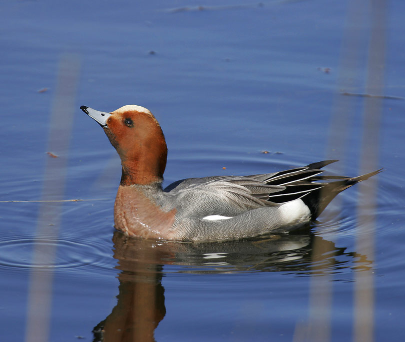 Widgeon (Anas penelope)
