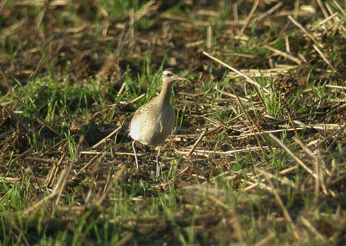 Little Curlew (Numenius minutus)