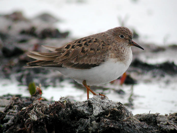 Temmincks Stint (Calidris temminckii)