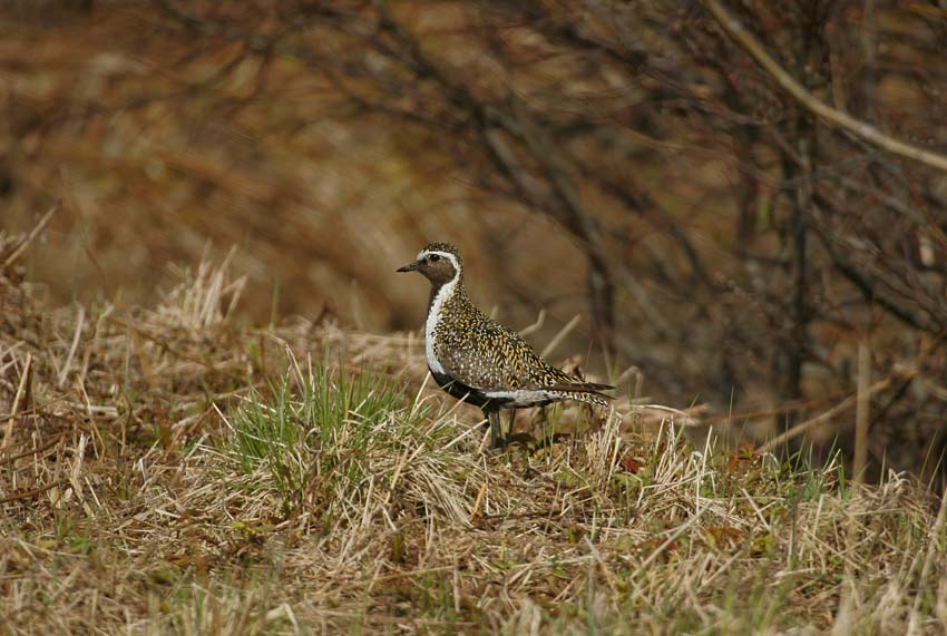 Golden Plover (Pluvialis apricaria)