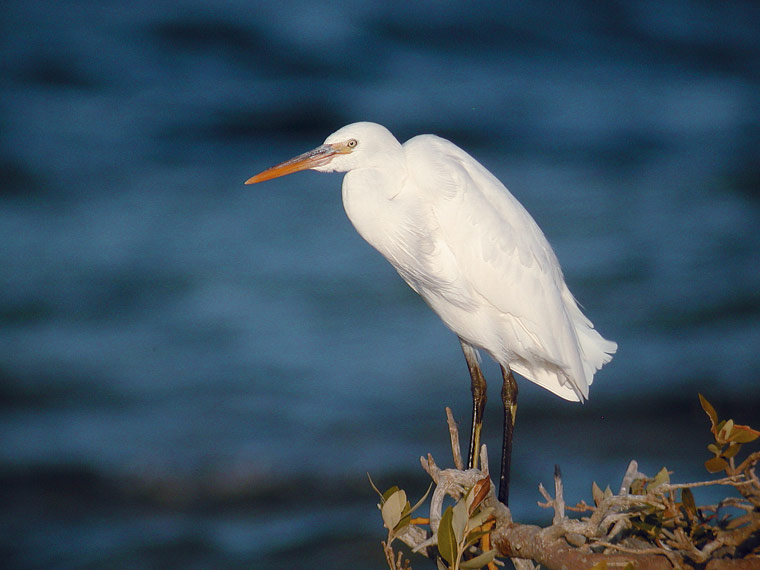 Western Reef Heron (Egretta gularis)