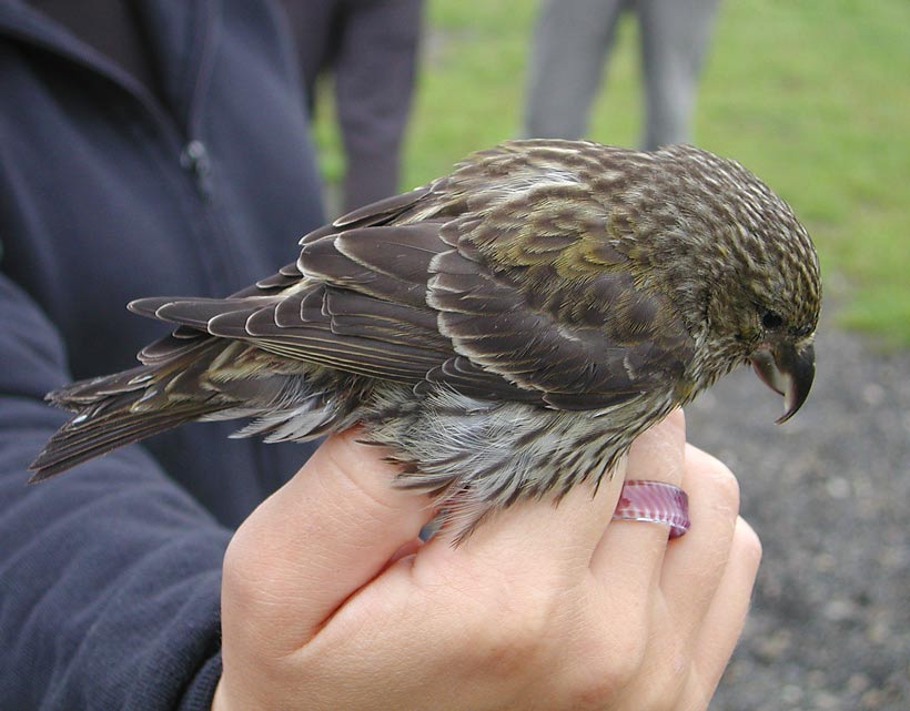 Common Crossbill (Loxia curvirostra)