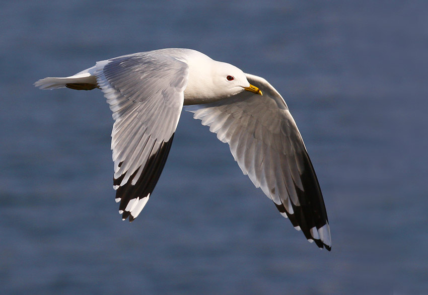 Common Gull (Larus canus)