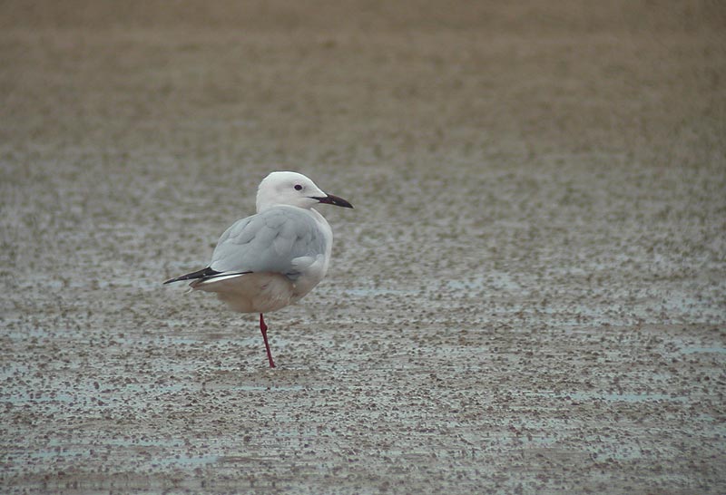 Slender-billed Gull (Larus genei)