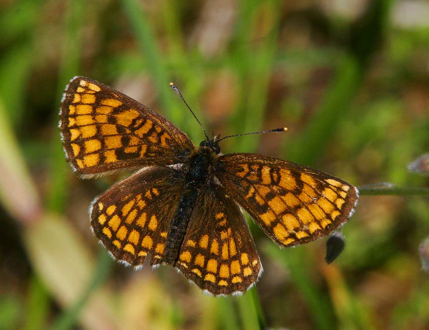 Skogsntfjril (Melitaea athalia)