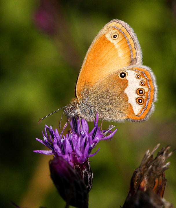 Prlgrsfjril (Coenonympha arcania)