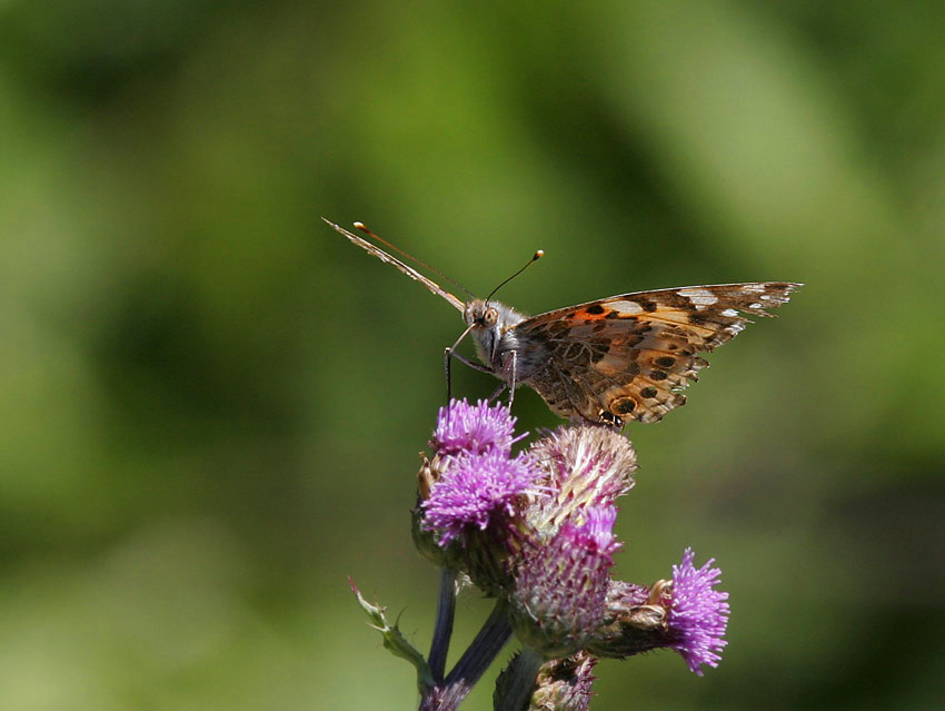 Tistelfril (Cynthia cardui)