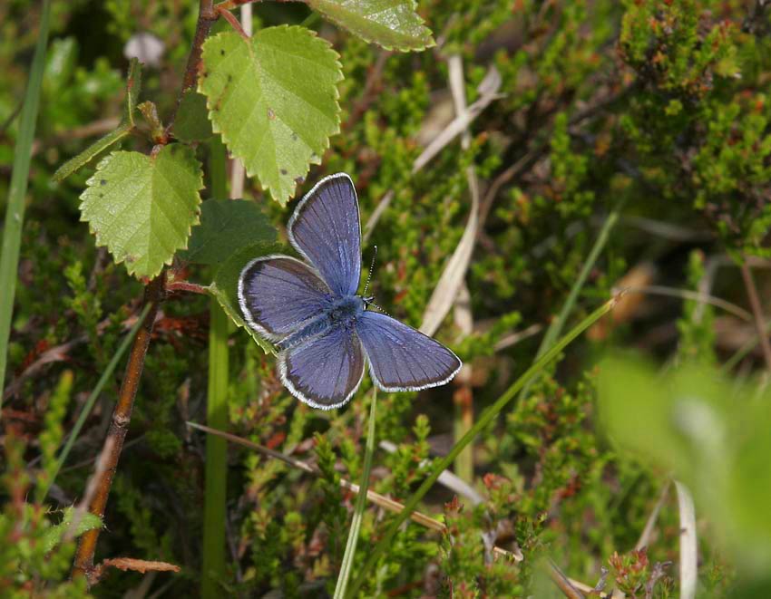 Hedblvinge (Plebejus idas)