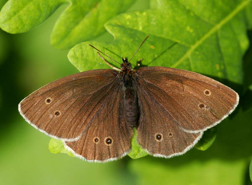 Luktgrsfjril (Aphantopus hyperantus)